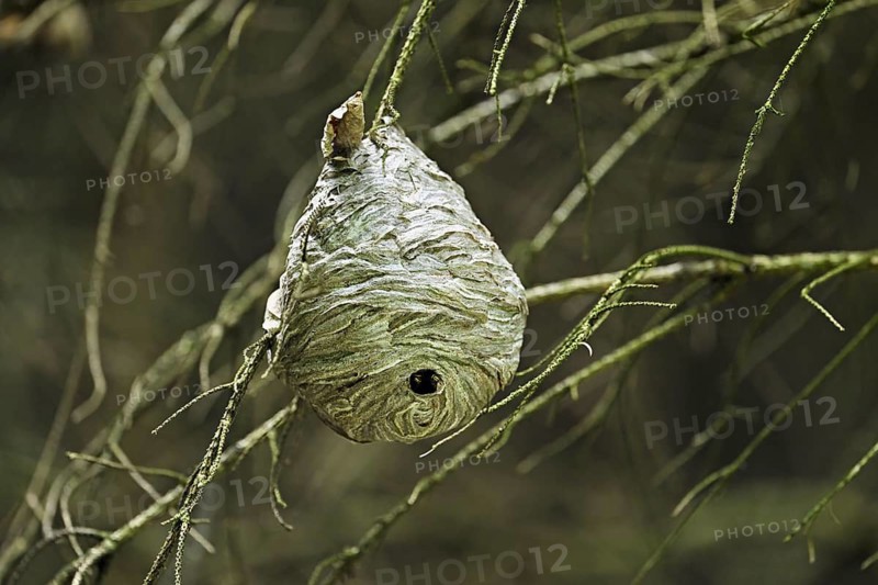 Wasp nest on tree in Wald, Lindenberg, Freiamt, Canton of Aargau, Switzerland
