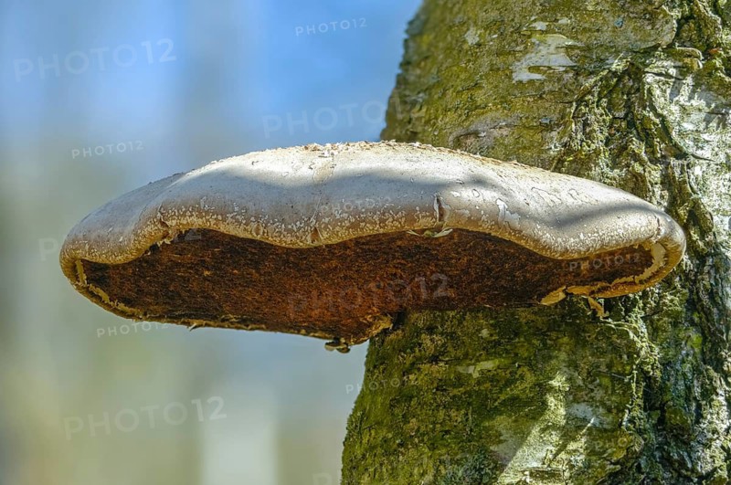 Birch Porling, Birch Sponge, Birch Tongue, Fomitopsis Betulina, Piptoporus Betulinus, Birch Bracket, Birch Polypore, Fungus, Mushrooms, Porling, Razor Strop