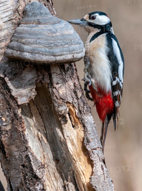 Great Spotted Woodpecker, Great Spotted Woodpecker, Birds, High Size, Portrait, Male, Piciform, Woodpecker