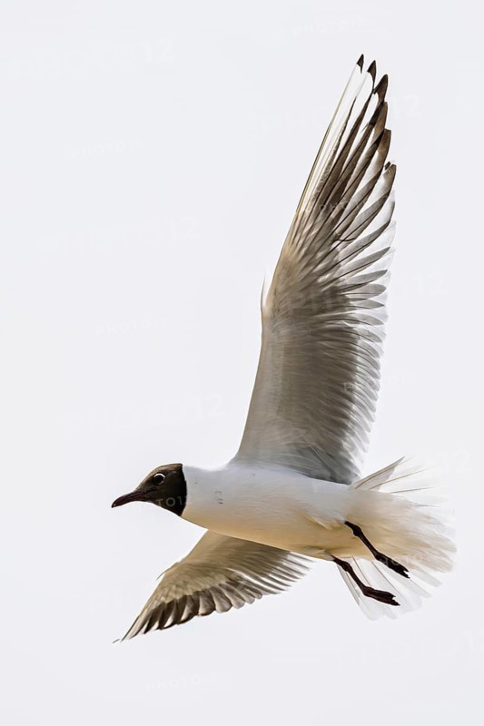 Black-headed Gull, Chroicocephalus ridibundus, bird in flight, England, United Kingdom