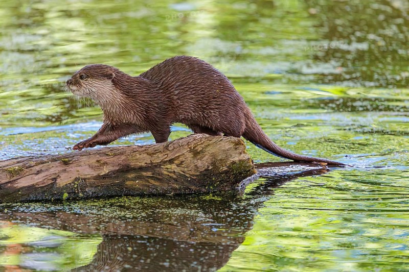 On a sunny day, an oriental small-clawed otter (Aonyx cinerea) walks along a log floating in the water, with the green vegetation on the bank reflected on its surface. India to Southeast Asia, islands of Sumatra, Java, Borneo and Palawan