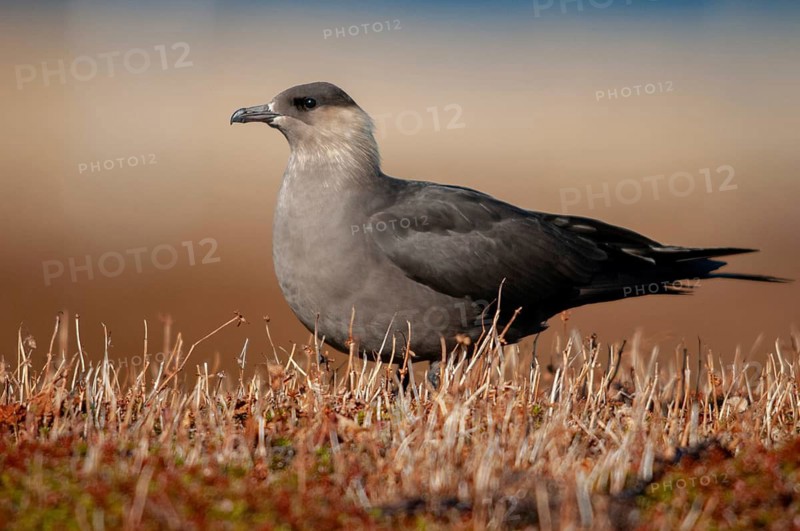 Arctic hunter, arctic skua, arctic tern, Norway, parasitic hunter, parasitic skua, parasite predatory gull, stercorarius parasiticus, varanger, birds, charadriiformes, limikolen, predatory gulls, stercorariidae, birds