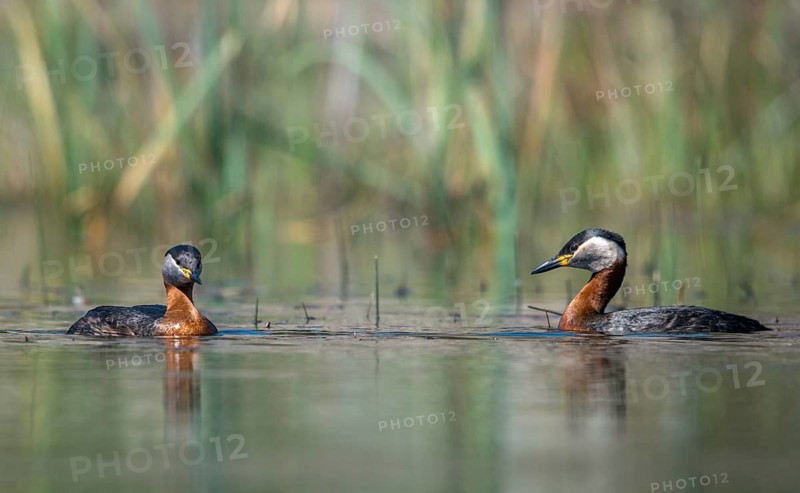 Brandenburg, Germany, Nabu, Nabu project, national natural heritage, Grünhaus natural paradise, podiceps grisegena, red-necked grebe, red-necked grebe, post-mining landscape, birds, grebe, greenhouse, rag grebes, podicipedidae, divers, birds, waterbirds, waterbirds, waterbirds