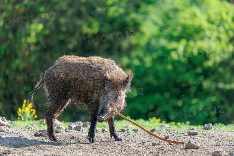 On a sunny day, a wild boar (Sus scrofa) plays with a stick. Bavaria, Germany