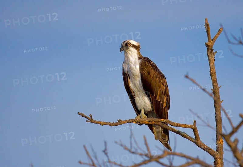 Animals Birds Eagles Osprey perched on a perch, Osprey (Haliaetus padion), Florida