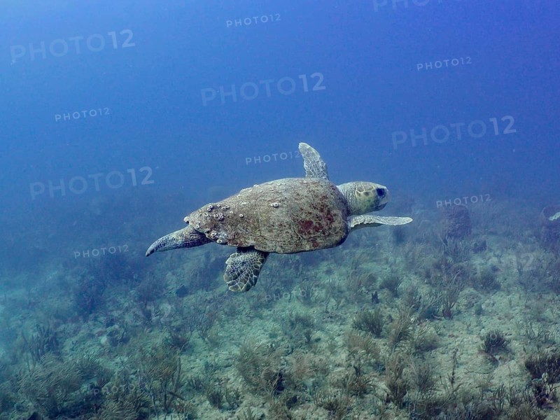 A loggerhead sea turtle (Caretta caretta) swims above the seabed in the clear blue water, Breakers dive site, Palm Beach, Florida, USA