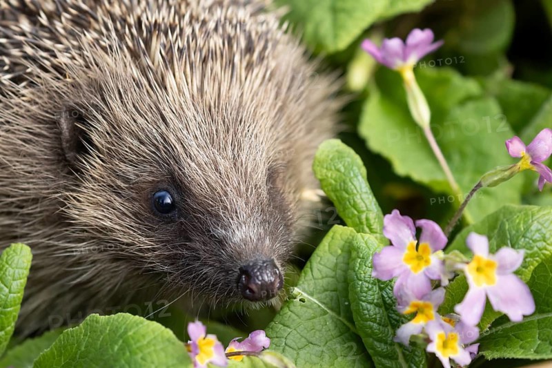 European hedgehog (Erinaceus europaeus) adult animal on primrose flowers in a garden in springtime, England, United Kingdom