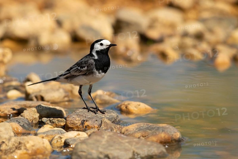 Wagtail, Motacilla Alba, White Wagtail, Bath, Bird Bath, Birds, Passeri, Songbirds, Potion, Birdbath, Birds, Watering Place