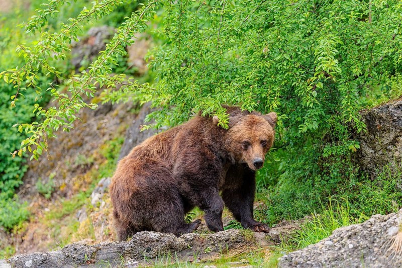 A female brown bear (Ursus arctos arctos) is walking through dense vegetation in hilly terrain, crossing tree trunks and rocks along the way. Transylvania, Romania