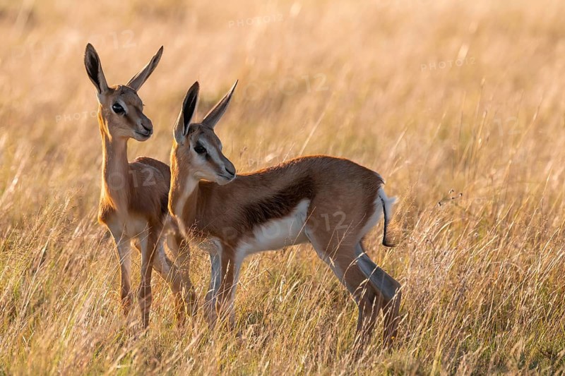 Cute young animals, springbok (Antidorcas marsupialis) in meadow, Mountain Zebra National Park, South Africa