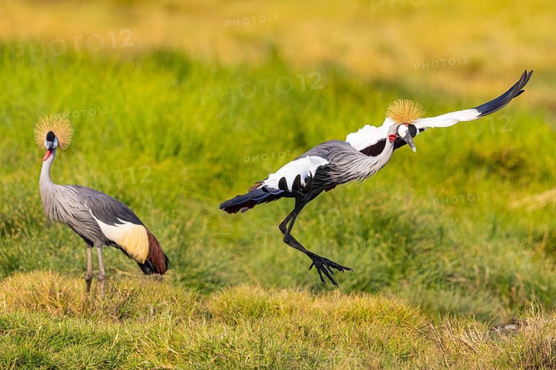 Crowned Crane (Balearica regulorum) courtship behavier South Luangwa NP Zambia August