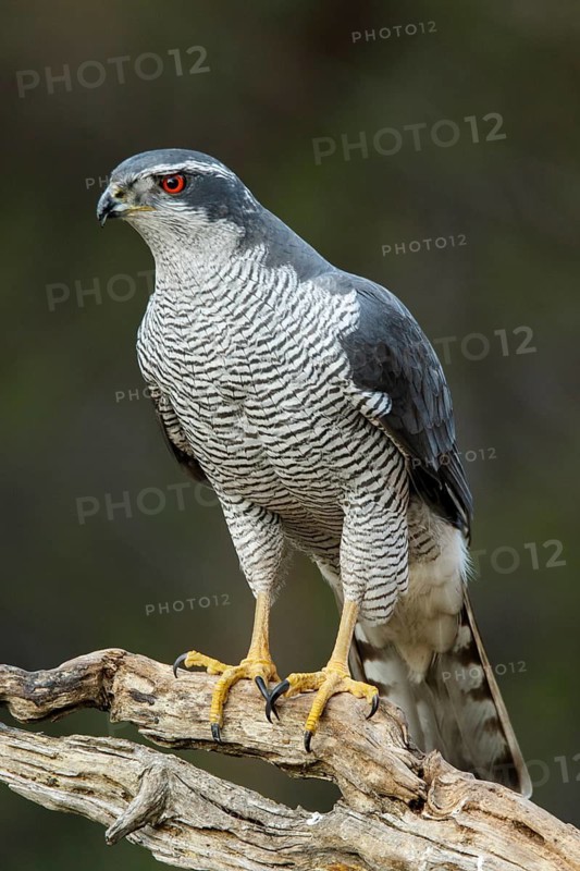 Northern Goshawk (Accipiter gentilis), adult male, Castile and Leon, Spain