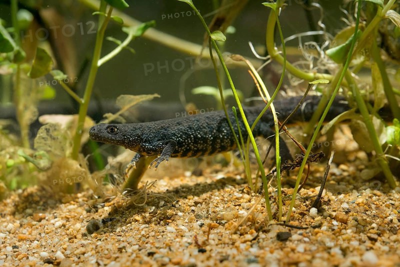 Great crested newt, crested newt, northern crested newt, Triturus cristatus, amphibians, amphibians, female amphibians, newt, newt, northern crested newt, warty newt, female