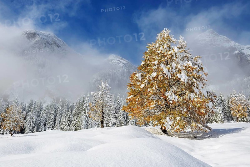 Beech tree with yellow autumn foliage on a snow-covered alpine pasture against a backdrop of mist-shrouded mountains, European beech (Fagus sylvatica), Tyrol, Italy, Vomp, Tyrol, Italy