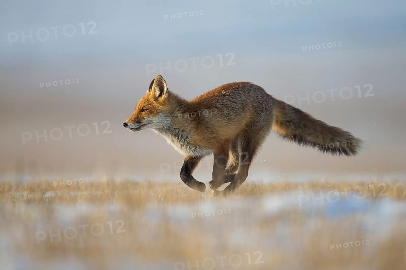 Fox, red fox (Vulpes vulpes), biotope, habitat, foraging, young animal, cubs