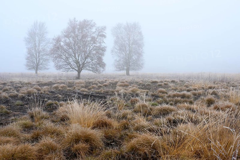 Birches in winter Rehdener Geestmoor in fog, Diepholzer Moorniederung, Rehden, Lower Saxony, Germany