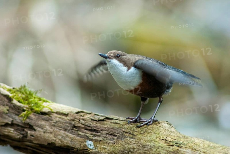 Cinclus cinclus, dippers, dippers, courtship behavior, birds, courtship display, female, passeri, songbirds, birds, female