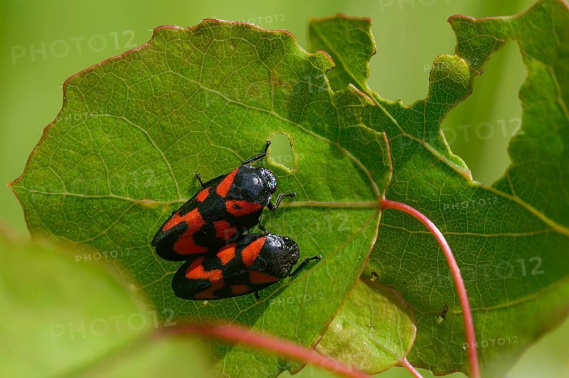 Blood cicada, cercopis vulnerata, cicadomorpha, common blood cicada, hemiptera, red-and-black froghopper, rhynchota, round-headed cicadas, beak kerves, froghoppers, insects, copula, mating