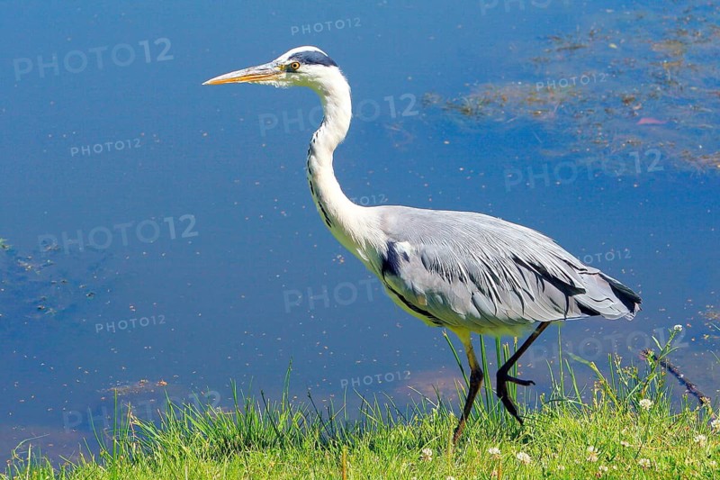 Animals, birds, herons, grey heron (Ardea cinerea), biotope, habitat, foraging