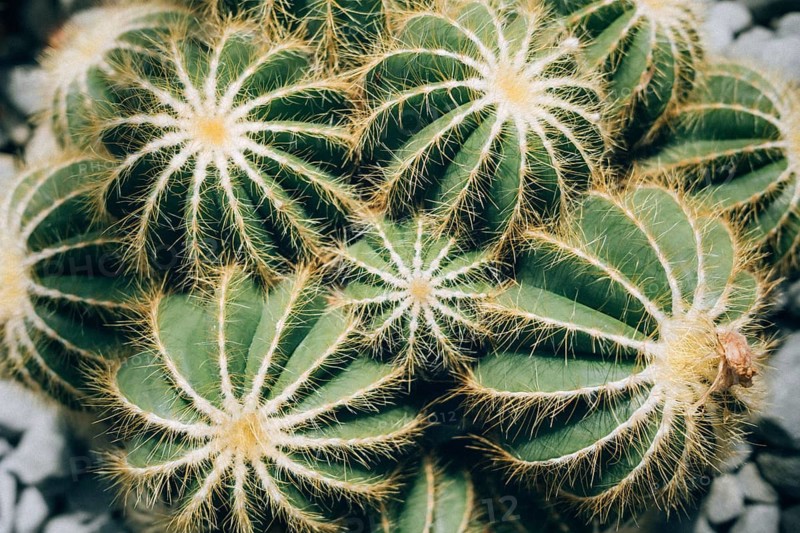 Notocactus magnificus (Parodia magnifica), also known as the balloon cactus, Überlingen on Lake Constance, Lake Constance district, Baden-Württemberg, Germany