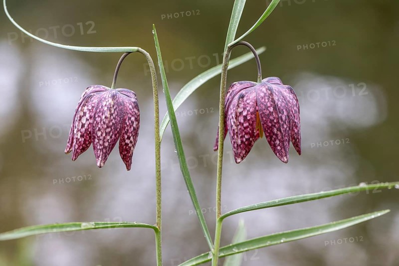 Snake's Head Fritillary (Fritillaria meleagris), Emsland, Lower Saxony, Germany