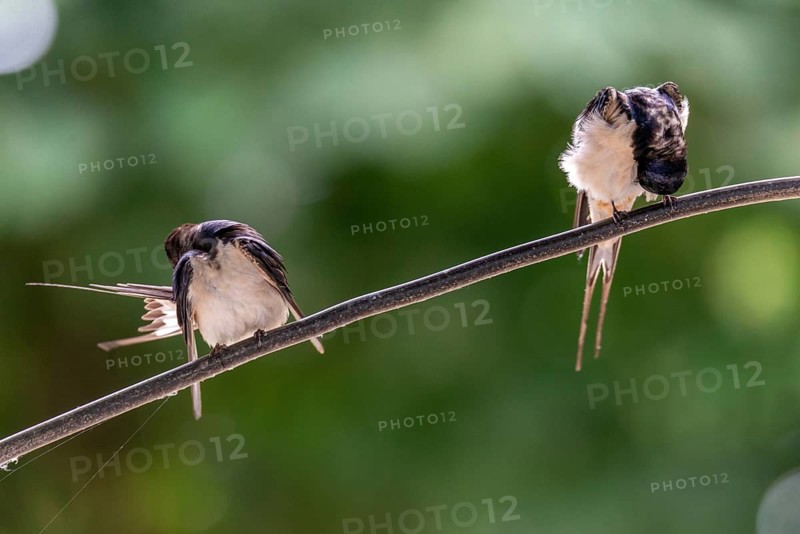 Hirundo rustica, barn swallow, birds, plumage care, passeri, swallows, songbirds, songbirds, birds