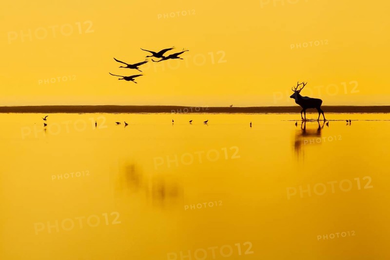 A red deer (Cervus elaphus) strides across the mudflats during the rutting season in the Vorpommersche Boddenlandschaft National Park, with migrating cranes in the background, Zingst, Mecklenburg-Western Pomerania, Germany