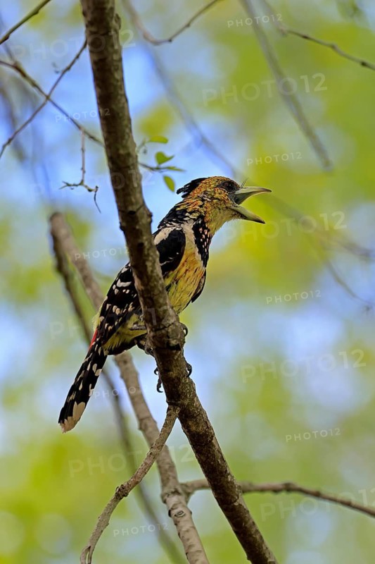 Crested Bart's Bird (Trachyphonus vaillantii), Black-backed Bart's Bird, adult, perch, tree, singing, calling, Kruger National Park, South Africa