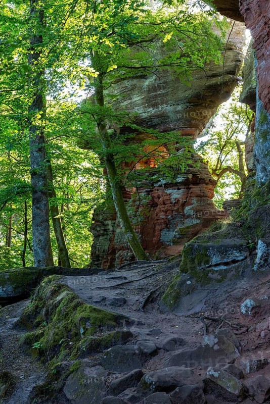 Coloured sandstone rock, beech (Fagus), beech family (Fagaceae), Altschlossfelsen, Dahn, Dahner Felsenland, Palatinate Forest, Rhineland-Palatinate, Germany