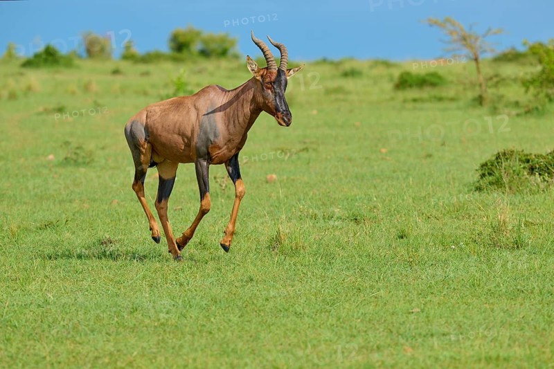 An antelope runs across a green savannah under a clear sky: a topi (Damaliscus lunatus jimela), Masai Mara National Reserve, Narok County, Kenya