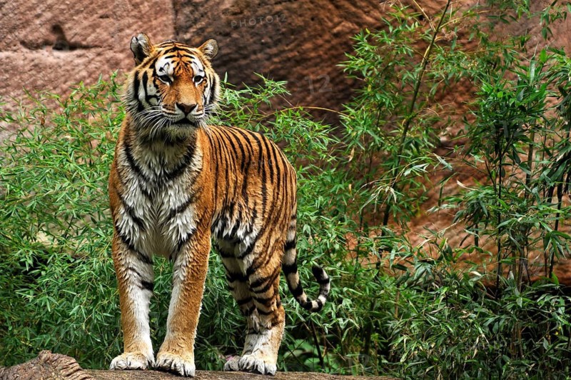 A Siberian tiger (Panthera tigris altaica) with wet fur on a tree trunk, Nuremberg Zoo, Am Tiergarten 30, Nuremberg, Middle Franconia, Bavaria, Germany