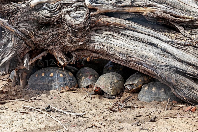 Several tortoises are resting on sandy ground beneath a large tree trunk: a charcoal tortoise, often also known as a red-footed tortoise, in Petrolina, Brazil (Chelonoidis carbonarius)