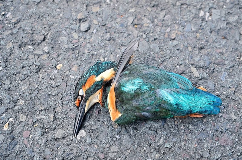 A kingfisher (Alcedo atthis) lies dead on a road, a roadkill victim, North Rhine-Westphalia, Germany