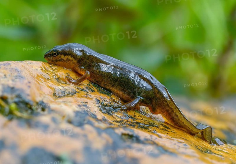Lissotriton vulgaris, smooth newt, triturus vulgaris, amphibians, amphibians, country traditional costume, amphibians