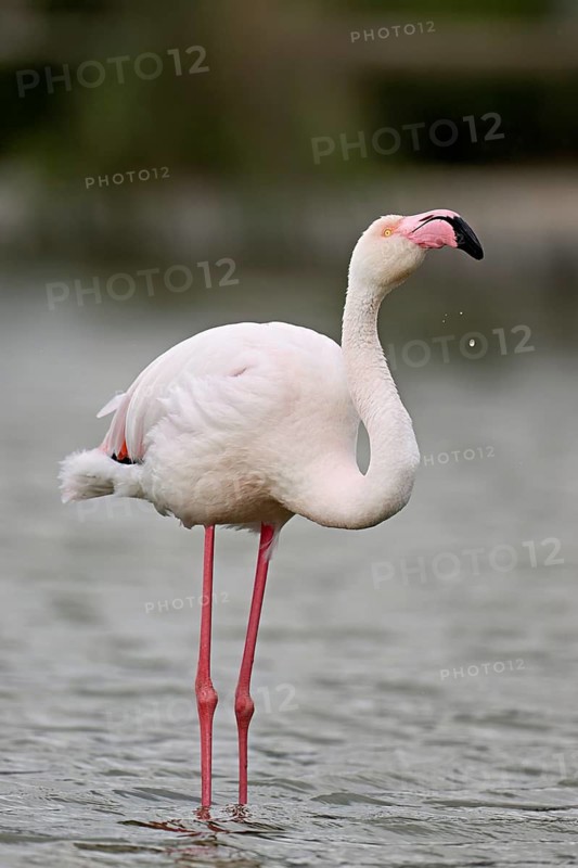 A greater flamingo (Phoenicopterus roseus), standing in the water, Camargue Regional Nature Park, southern France