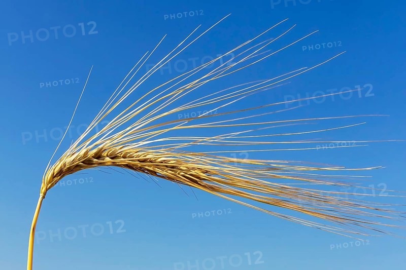 Barley field in front of harvest, barley, corn, corn field, food, cornfield, Austria