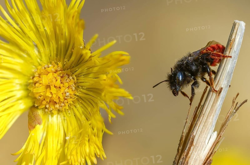 Apidae, bees, hymenoptera, mason bee, osmia bicornis, osmia rufa, red mason bee, insects