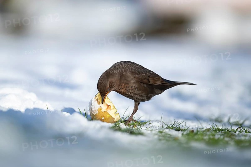 Eurasian blackbird (Turdus merula) adult garden bird feeding on fruit on a snow covered grass lawn in winter, England, United Kingdom