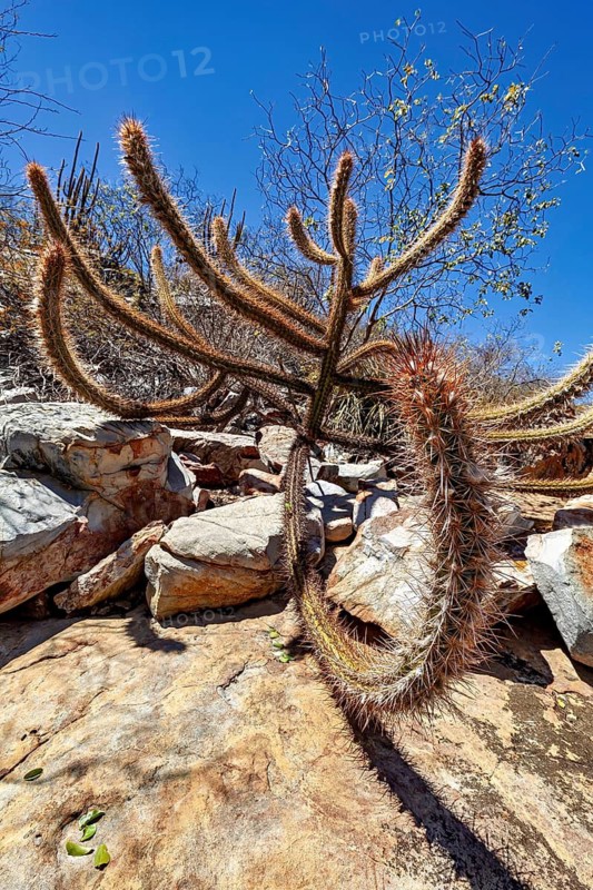 A cactus grows amongst rocks beneath a bright blue sky in an arid environment, cacti of the genus Xique-Xique in the Caatinga in Brazil (Pilosocereus gounellei)