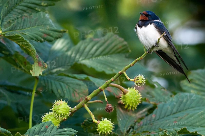 Hirundo rustica, house martin, swallow, birds, passeri, swallows, songbirds, songbirds, birds