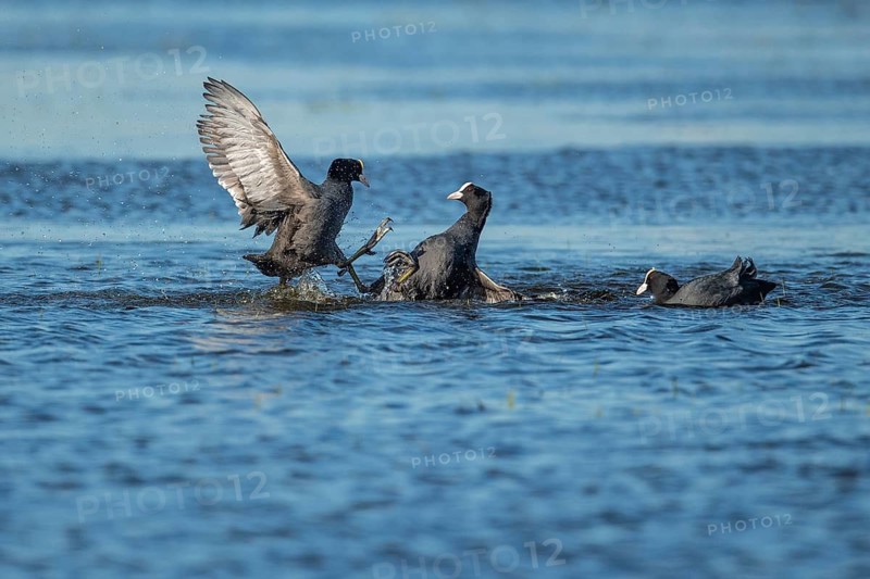 Common Eurasian Coot (Fulica atra), Dümmer, Lembruch, Lower Saxony, Germany