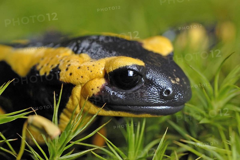 Fire salamanders running in moss
