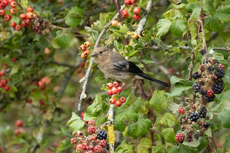 Eurasian bullfinch (Pyrrhula pyrrhula) juvenile bird in a hedgerow with red berries and blackberries in summer, England, United Kingdom