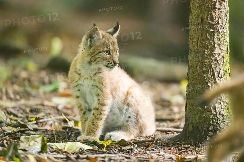 Eurasian lynx (Lynx lynx) youngsters (cub) sitting in a forest, Bavaria, Germany