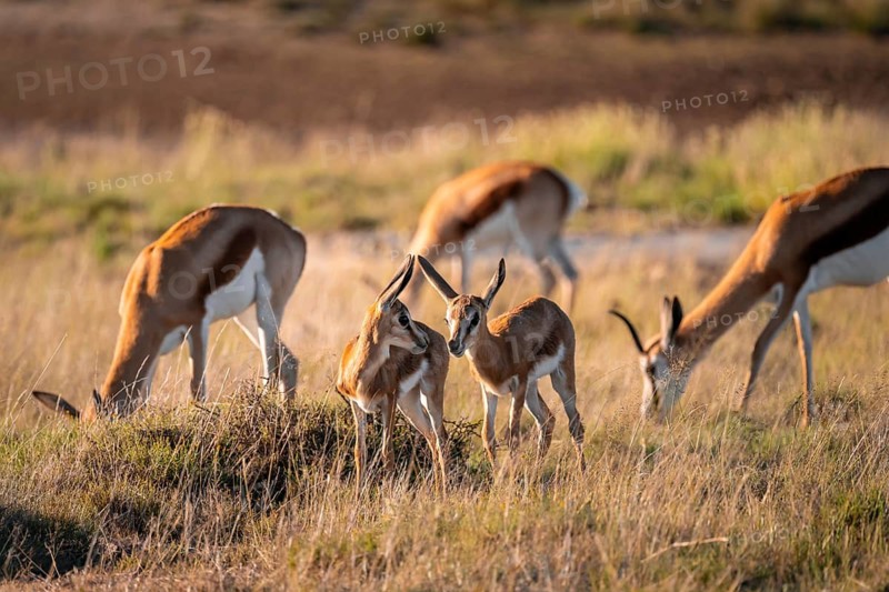 Two young springbok (Antidorcas marsupialis) in meadow, Mountain Zebra National Park, South Africa