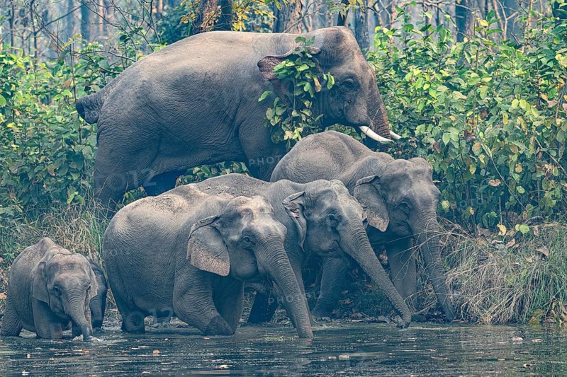 Wild elephant herd with young animals at watering hole, Asian elephant, Elephas maximus, Bardia National Park, jungle, jungle, Nepal