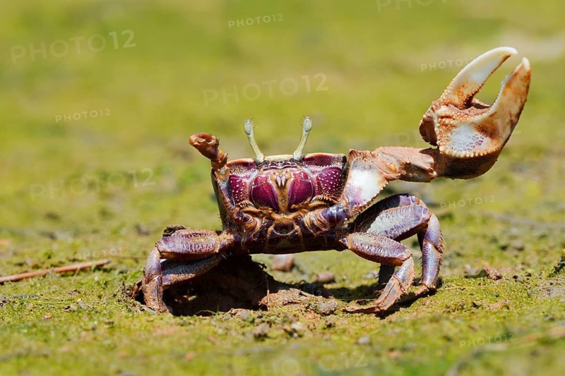 European fiddler crab (Uca tangeri), male, Algarve, Portugal