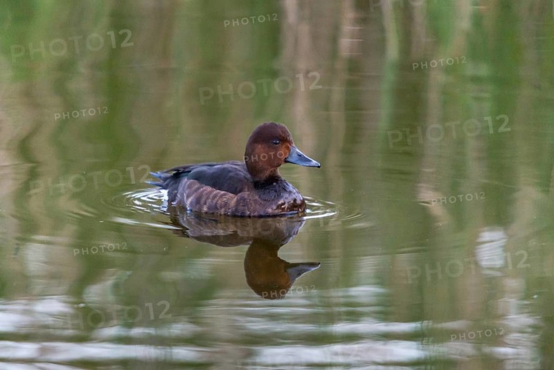 Aythya Nyroca, Ferruginous Duck, Granelli, Italy, Pantano Longarini Lagoon, Moor Duck, Pantani Cuba and Longarini, Migratory Bird Sanctuary Pantani Cuba & Longarini, Anatidae, Birds, Common White-Eye, Ducks, Ducks, Duckbirds, Ferruginous Pochard, Italy, Sicily, Foundation for Biodiversity, Birds, Waterbirds, Waterbirds, white-eyed pochard