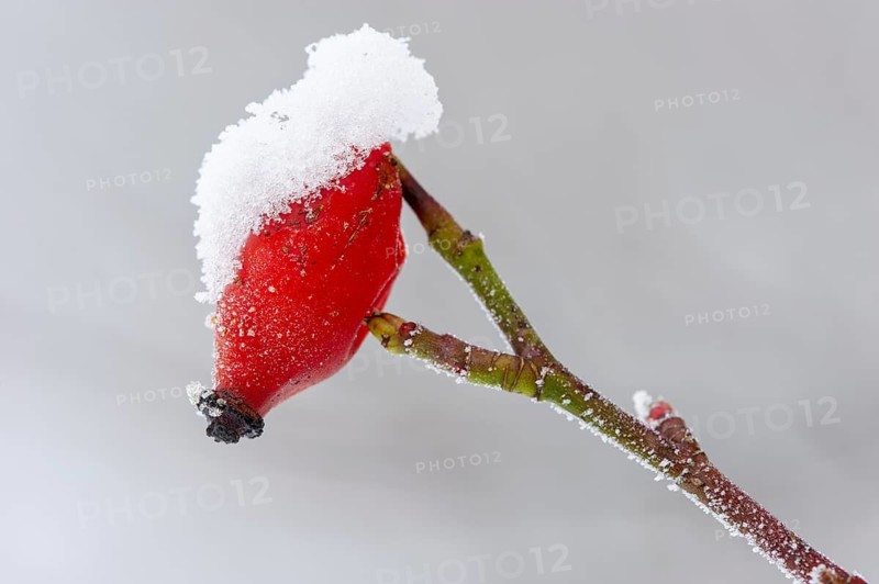 Rose hip (Rosa canina) covered in hoarfrost, Vechta, Lower Saxony, Germany
