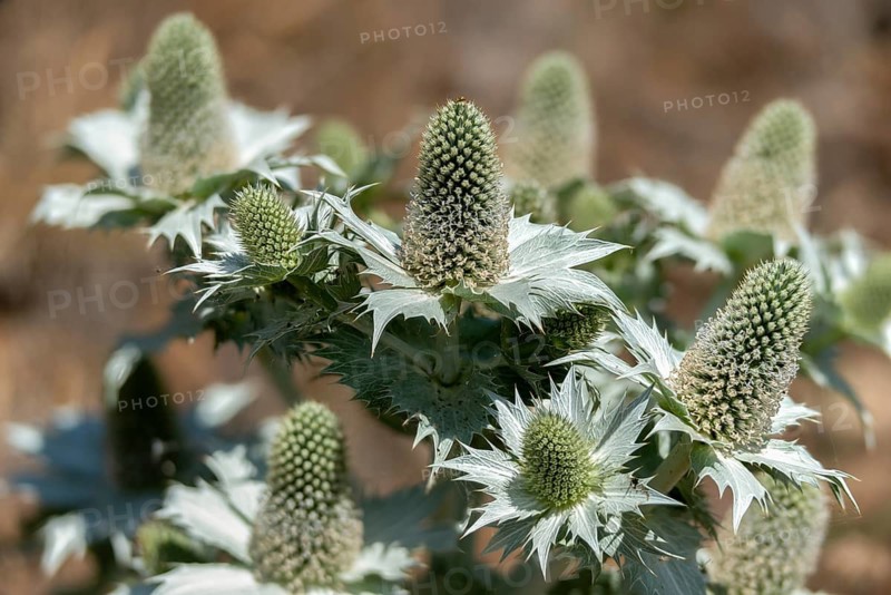 Apiaceae, umbels, ivory man litter, ivory thistle, eryngium giganteum, Miss Willmott's Ghost, neophyte, giant man litter, flora, giant sea holly, plants, plants